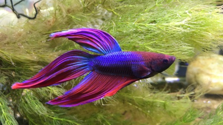 Петушок Вуалехвостый Фиолетовый самец (Betta-male-Veiltail-velvet)