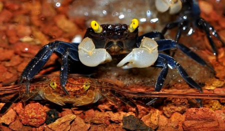 Краб Вампир Лекауда Самка  (Geosesarma sp. “lecauda”)