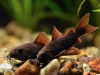Коридорас Венесуэла Блэк (Corydoras Aeneus Black) сом
