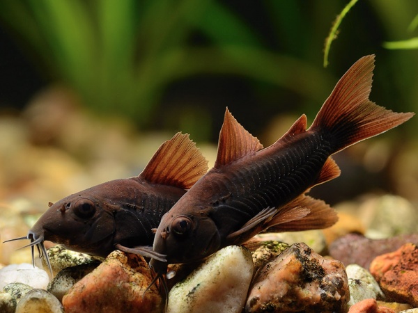 Коридорас Венесуэла Блэк (Corydoras Aeneus Black) сом