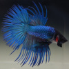 Петушок Коронохвостый синий самец (Betta-splendens-crown-tail-blue )