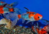 Золотая рыбка Шубункин бристольский ситцевый (Goldfish Bristol Shubunkin calico)