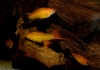 Пецилия золотая чернохвостая  (Xiphophorus maculatus gold blacktail Platy)