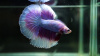 Петушок Супер Дельта розовая бабочка самец (Betta-splendens-Super-Delta-Pink-Butter)