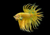 Петушок Коронохвостый ананасовый самец (Betta-splendens-crown-tail-Pineapple)