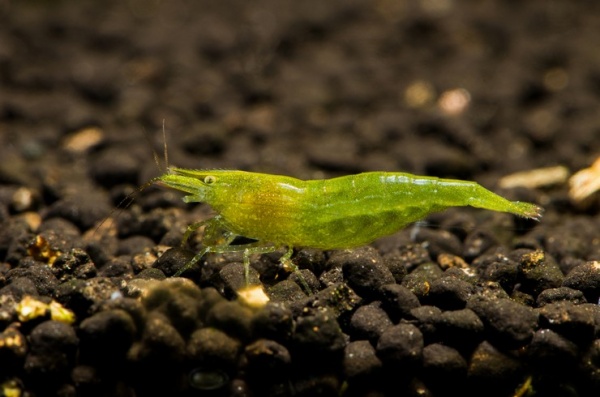 Креветка Бабаулти (Caridina babaulti)