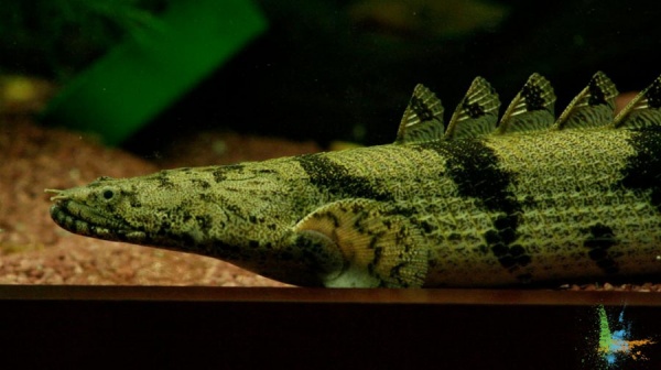 Полиптерус Дельгези (Polypterus delhezi) 5-7 см