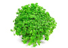 Хемиантус Куба каллитрихоидес (Hemianthus callitrichoides Cuba)