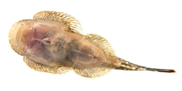 Гастромизон Пунктулатус псевдоскат , (Gastromyzon punctulatus)