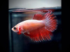 Петушок самка (курочка) Коронохвостая Красная (Betta fish female ) 3-3,5 см