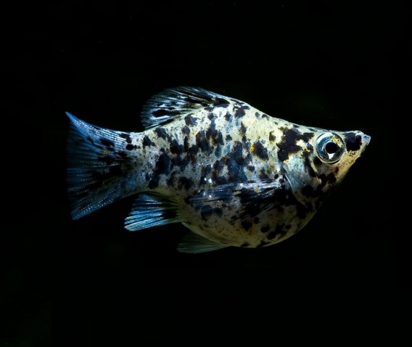 Моллинезия мрамор баллон (Poecilia sphenops Marble Molly balloon) 3,3-3,5см