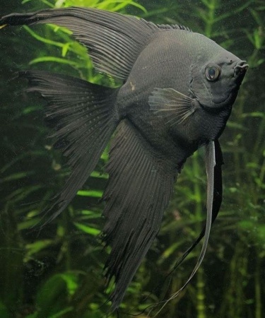 Скалярия черный бархат (pterophyllum black velvet)
