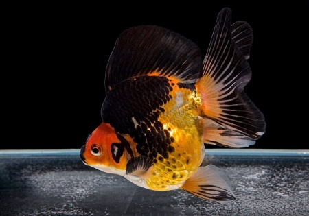 Риукин красно-черный (Goldfish Ryukin red-black )
