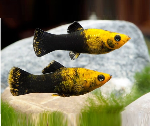 Моллинезия черно-желтая (Poecilia latipinna Gold and Black Molly fish) 4,5-4,8 см