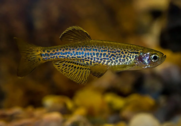Данио леопардовый (Danio frankei)