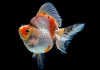 Риукин ситцевый с широким хвостом (Goldfish Ryukin calico broad tail)