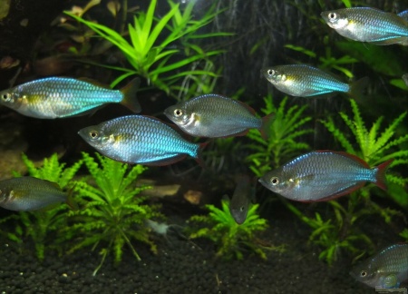 Радужница Неоновая (Melanotaenia Praecox)