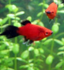 Пецилия редиска (Xiphophorus maculatus red black veiltail)