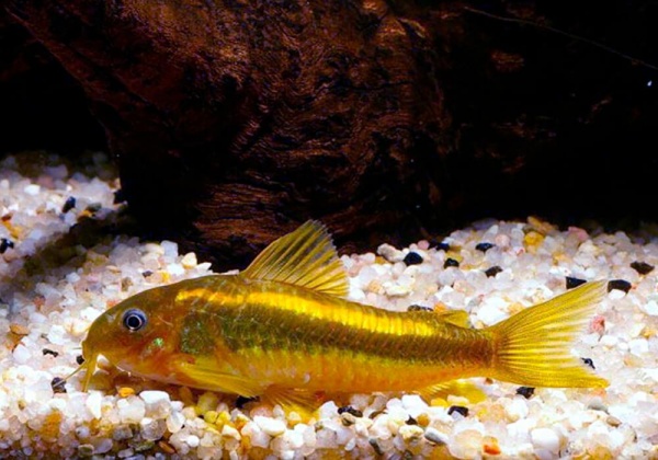 Коридорас Голд Страйп Неон  (Corydoras aeneus «Gold Stripe»)