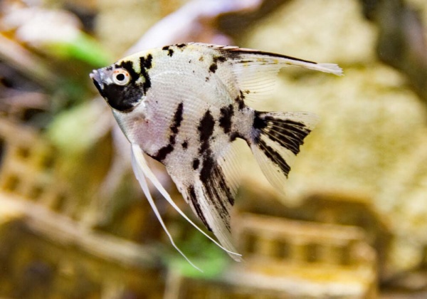 Скалярия Березка (pterophyllum birch)
