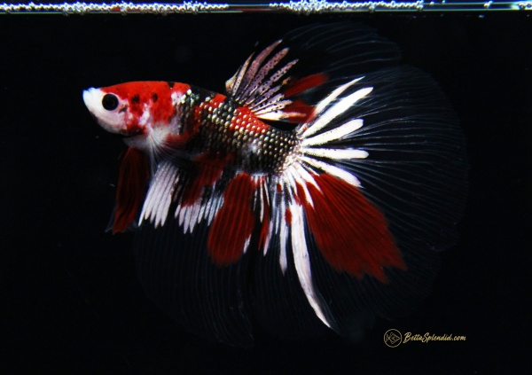 Петушок Халф Мун кои самец (Betta male Halfmoo koi Tail)