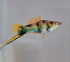 Меченосец Геллера тигровый (Xiphophorus helleri Tiger)