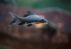 Лабео черный (Morulius chrysophekadion)