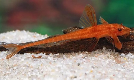 Лорикария красная (Rhineloricaria lanceolata) Сом