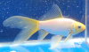 Золотая рыбка Комета белая (Goldfish comet white)