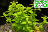 Bacopa serpyllifolia (sp. Japan) - Бакопа серпилифолия (японская) L173