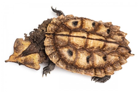 (Черепаха Мата Мата Chelus fimbriata)  7-8 СМ ПО ПАНЦИРЮ.