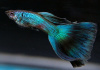 Гуппи синий неон (Poecilia reticulata neon blue)