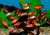 Барбус огненный (Barbus conchonius) 5-6см