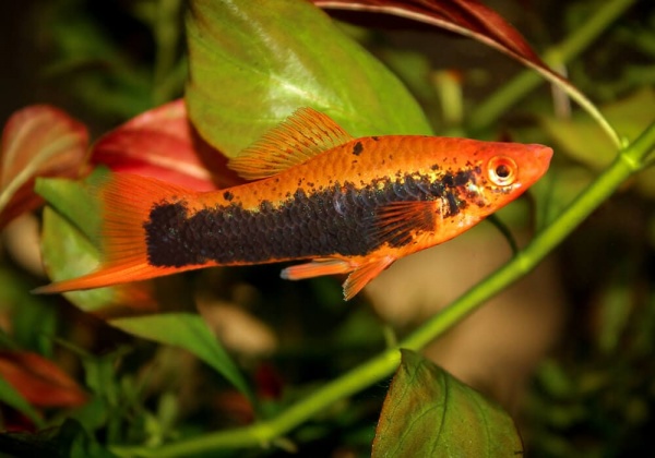 Меченосец Кубинский (Xiphophorus helleri Red Black Tuxedo)