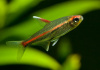 Тетра светлячок Эритрозонус (Hemigrammus Erythrosonus)