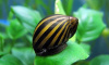 Улитка Неретина Зебра (Neritina natalensis)