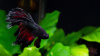 Петушок Халф Мун двухвостый красный дьявол самец( betta male red devil double tail)