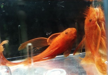 Анциструс красный вуалевый (Ancistrus dolichopterus red) рэд сом - присоска. 5-6 см