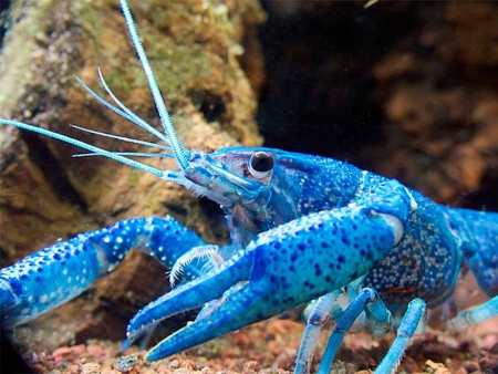 Рак Флоридский голубой, синий (Procambarus alleni)