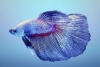 Петушок Супер Дельта неоновый дракон самец (Betta male Super Delta neon)