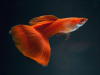 Гуппи полностью красный альбинос (Guppy Full Red albino)