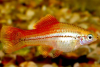 Меченосец Геллера неоновый (Xiphophorus helleri Neon)
