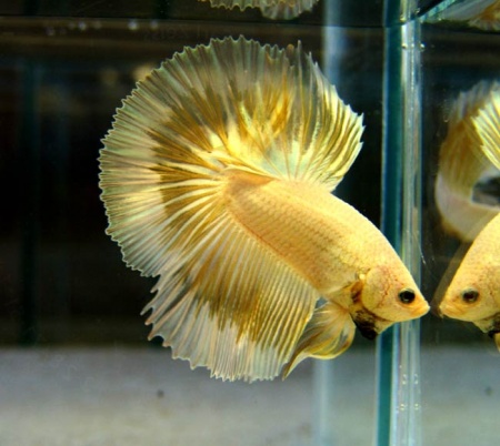 Петушок Халф Мун золотой самец( Betta male Halfmoon gold)
