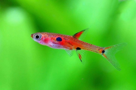 Микрорасбора макулата  (Boraras maculatus) 1,5-1,8 см