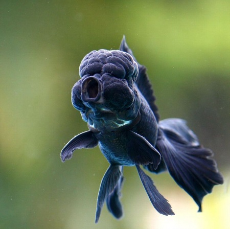 Оранда черная (Goldfish Oranda black) 10-12 см