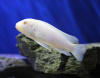Цихлида Снежный принц (Pseudotropheus socolofi albino) Псевдотрофеус соколофа альбино 4-6 см