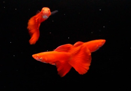 Гуппи полностью красный альбинос (Guppy Full Red albino)