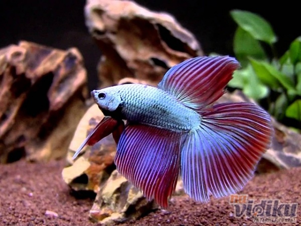 Петушок Вуалехвостый Фиолетовый самец (Betta-male-Veiltail-velvet)