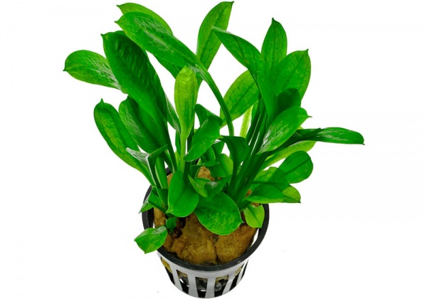 Эхинодорус тропика мелкоцветный( Echinodorus parviflorus Tropica)