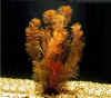 Перистолистник красный (Myriophyllum mattogrossense)